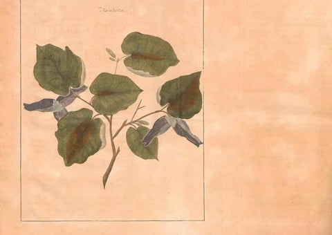 Reproducción/Reproduction 28405669908: Fructologie,. Amsterdam,M. Magérus,1771.. 