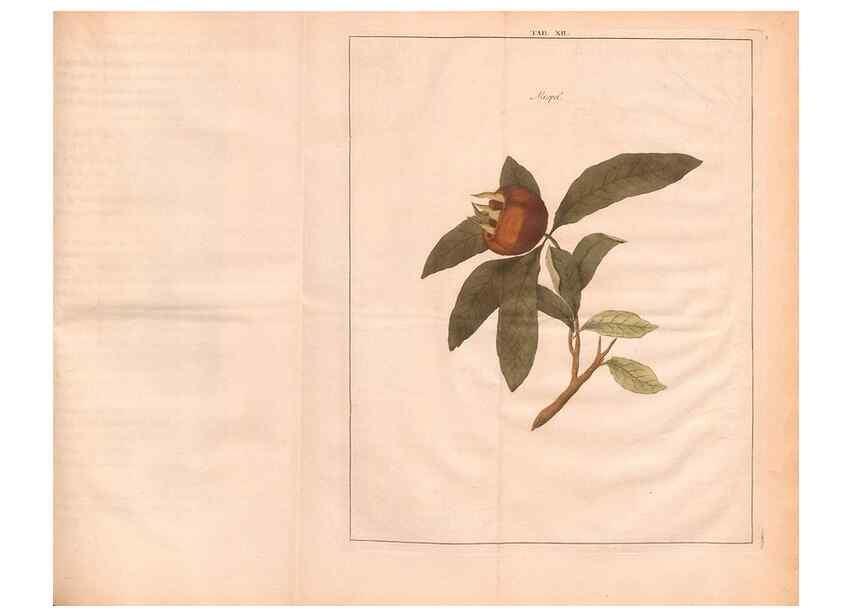 Reproducción/Reproduction 27407879057: Fructologie,. Amsterdam,M. Magérus,1771.. 