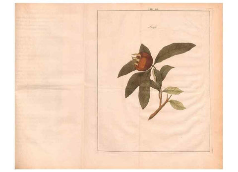 Reproducción/Reproduction 27407879057: Fructologie,. Amsterdam,M. Magérus,1771.. 