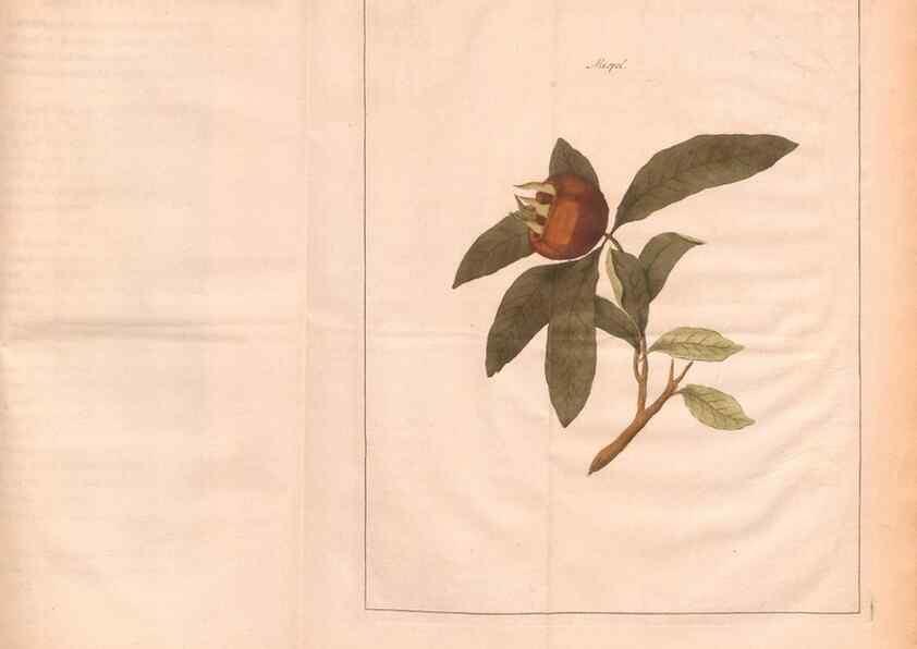 Reproducción/Reproduction 27407879057: Fructologie,. Amsterdam,M. Magérus,1771.. 