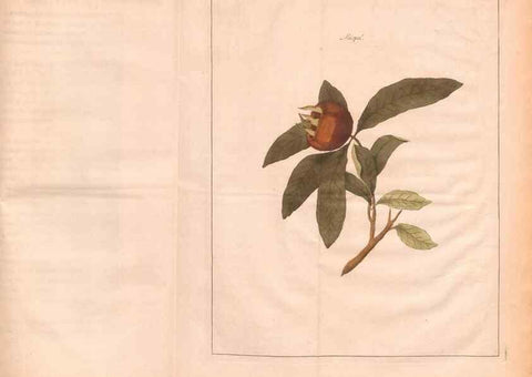 Reproducción/Reproduction 27407879057: Fructologie,. Amsterdam,M. Magérus,1771.. 