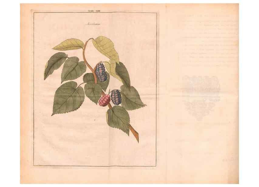 Reproducción/Reproduction 28405675708: Fructologie,. Amsterdam,M. Magérus,1771.. 
