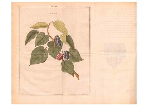 Reproducción/Reproduction 28405675708: Fructologie,. Amsterdam,M. Magérus,1771.. 