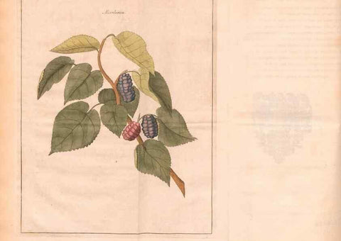 Reproducción/Reproduction 28405675708: Fructologie,. Amsterdam,M. Magérus,1771.. 