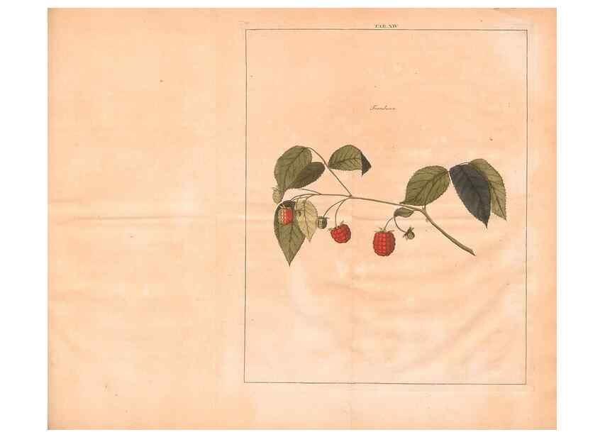 Reproducción/Reproduction 28405678388: Fructologie,. Amsterdam,M. Magérus,1771.. 