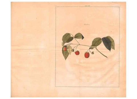 Reproducción/Reproduction 28405678388: Fructologie,. Amsterdam,M. Magérus,1771.. 