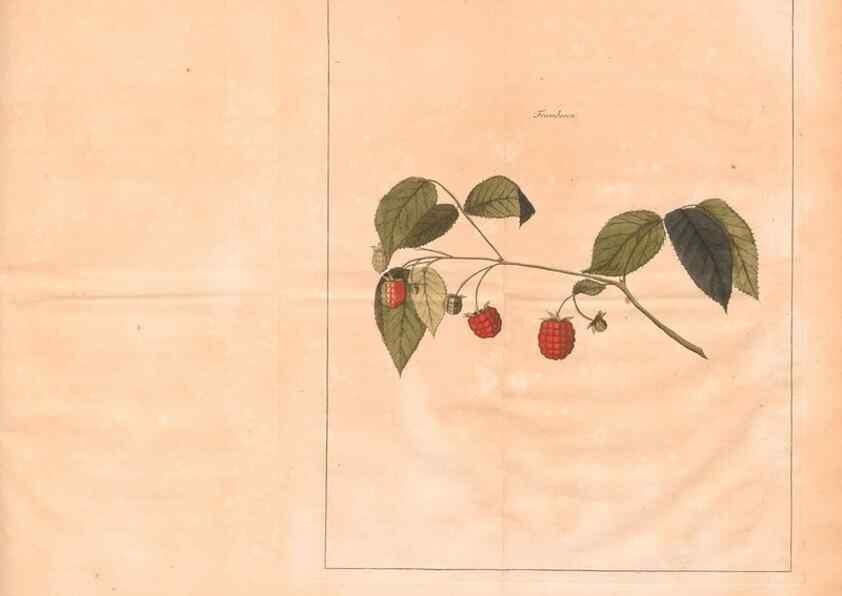 Reproducción/Reproduction 28405678388: Fructologie,. Amsterdam,M. Magérus,1771.. 