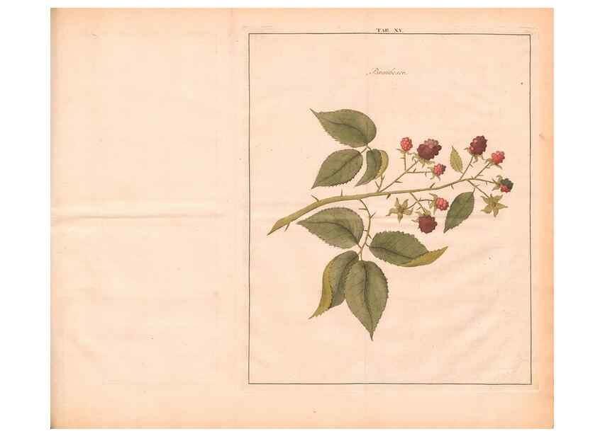 Reproducción/Reproduction 28405680578: Fructologie,. Amsterdam,M. Magérus,1771.. 