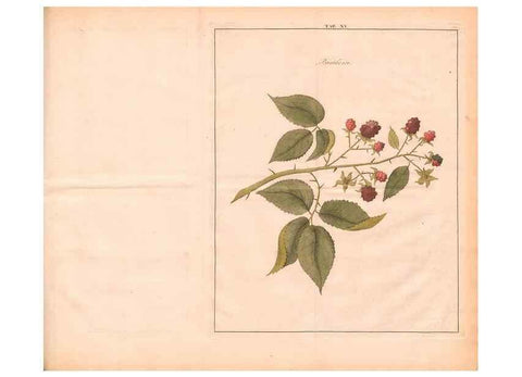 Reproducción/Reproduction 28405680578: Fructologie,. Amsterdam,M. Magérus,1771.. 