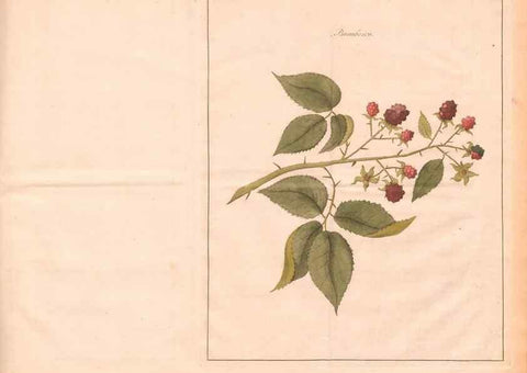Reproducción/Reproduction 28405680578: Fructologie,. Amsterdam,M. Magérus,1771.. 