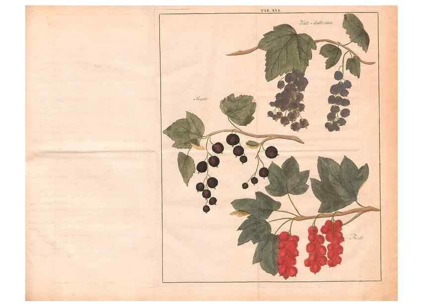 Reproducción/Reproduction 28405682568: Fructologie,. Amsterdam,M. Magérus,1771.. 