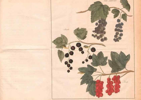 Reproducción/Reproduction 28405682568: Fructologie,. Amsterdam,M. Magérus,1771.. 