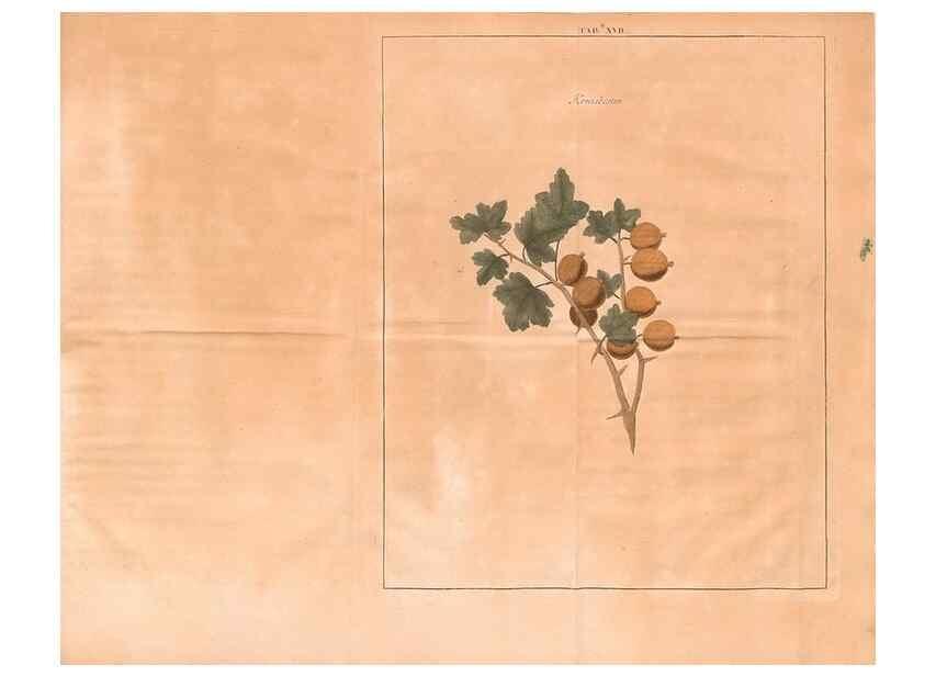 Reproducción/Reproduction 28405684648: Fructologie,. Amsterdam,M. Magérus,1771.. 