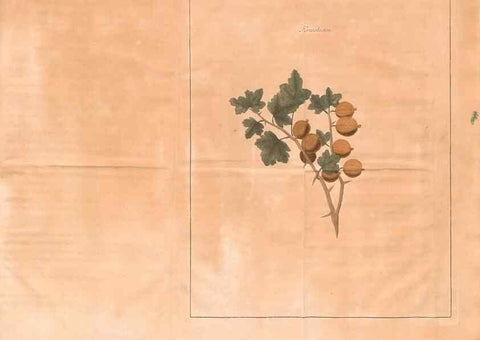 Reproducción/Reproduction 28405684648: Fructologie,. Amsterdam,M. Magérus,1771.. 