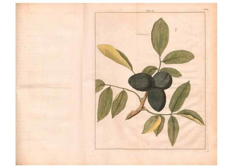 Reproducción/Reproduction 28405667318: Fructologie,. Amsterdam,M. Magérus,1771.. 