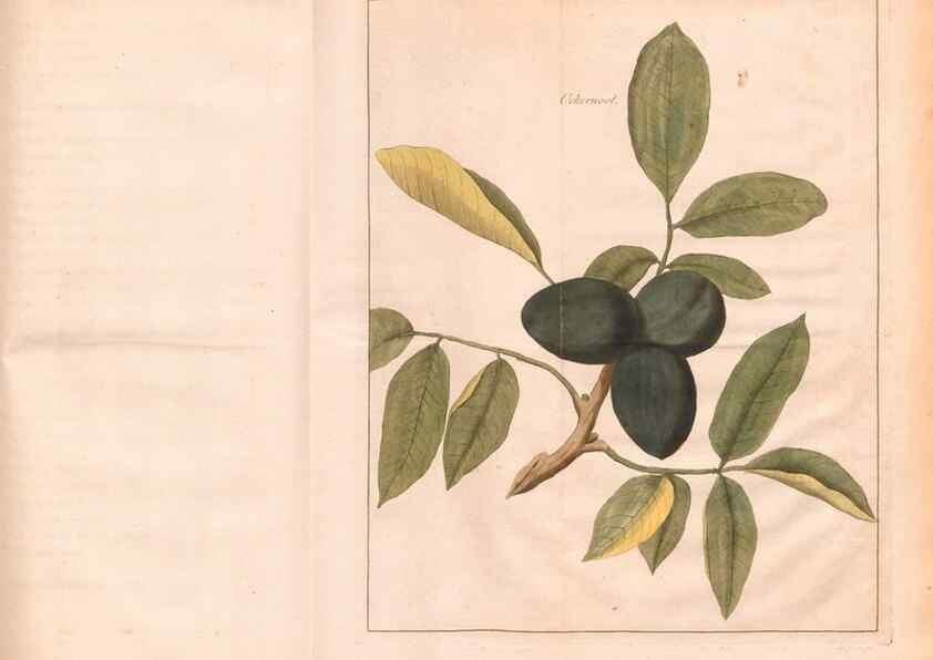 Reproducción/Reproduction 28405667318: Fructologie,. Amsterdam,M. Magérus,1771.. 