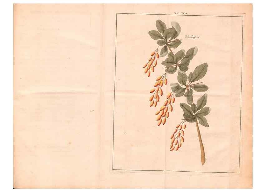 Reproducción/Reproduction 40471712440: Fructologie,. Amsterdam,M. Magérus,1771.. 