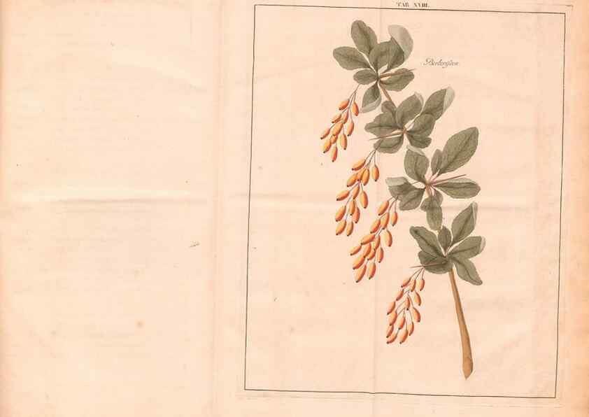 Reproducción/Reproduction 40471712440: Fructologie,. Amsterdam,M. Magérus,1771.. 