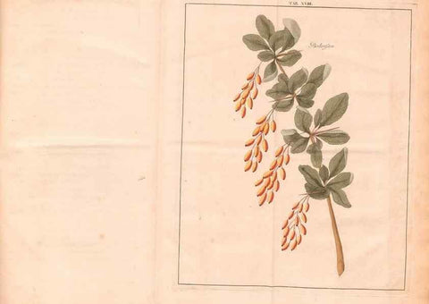 Reproducción/Reproduction 40471712440: Fructologie,. Amsterdam,M. Magérus,1771.. 