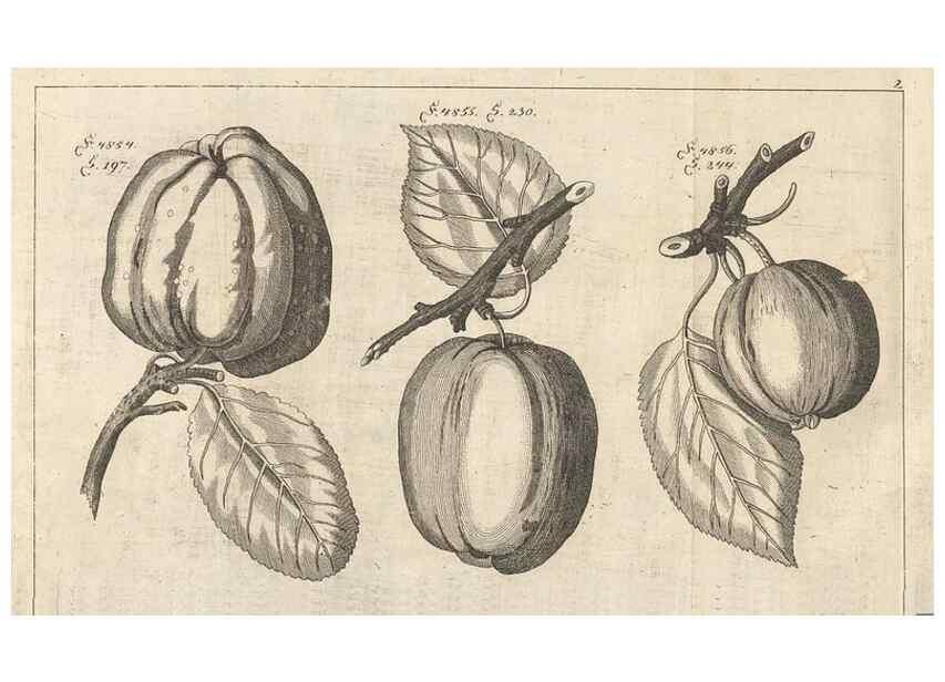 Reproducción/Reproduction 40472114870: Malus, Apfelbaum ; Birnbaum ; Kirsche.. BerlinJ. Pauli,1774?. 