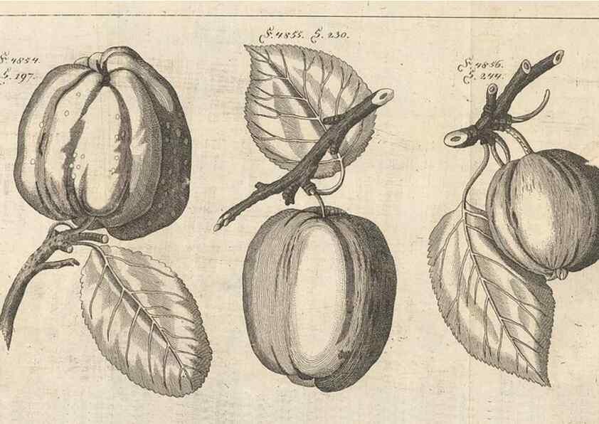 Reproducción/Reproduction 40472114870: Malus, Apfelbaum ; Birnbaum ; Kirsche.. BerlinJ. Pauli,1774?. 