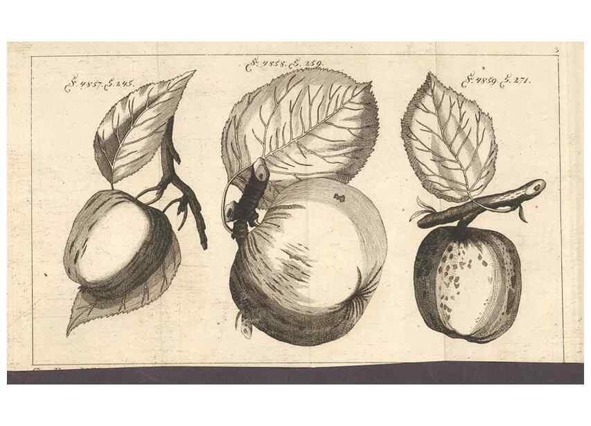 Reproducción/Reproduction 41377101135: Malus, Apfelbaum ; Birnbaum ; Kirsche.. BerlinJ. Pauli,1774?. 