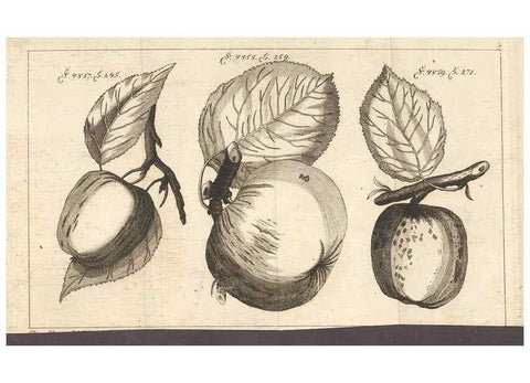 Reproducción/Reproduction 41377101135: Malus, Apfelbaum ; Birnbaum ; Kirsche.. BerlinJ. Pauli,1774?. 