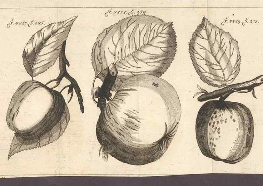 Reproducción/Reproduction 41377101135: Malus, Apfelbaum ; Birnbaum ; Kirsche.. BerlinJ. Pauli,1774?. 