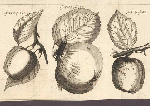 Reproducción/Reproduction 41377101135: Malus, Apfelbaum ; Birnbaum ; Kirsche.. BerlinJ. Pauli,1774?. 