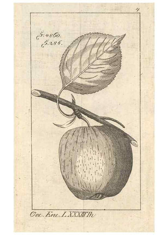 Reproducción/Reproduction 41557917974: Malus, Apfelbaum ; Birnbaum ; Kirsche.. BerlinJ. Pauli,1774?. 