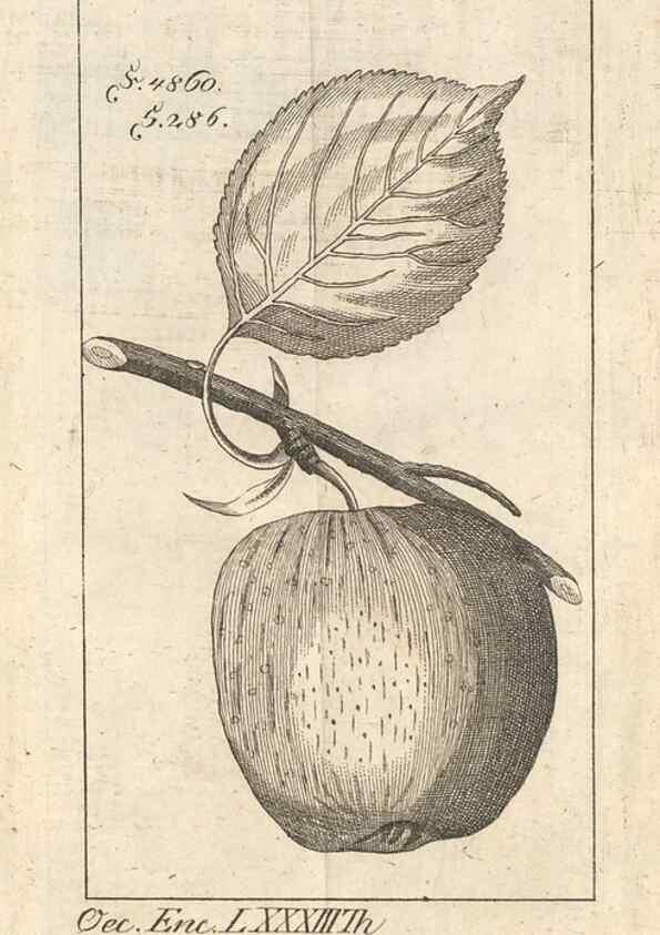 Reproducción/Reproduction 41557917974: Malus, Apfelbaum ; Birnbaum ; Kirsche.. BerlinJ. Pauli,1774?. 