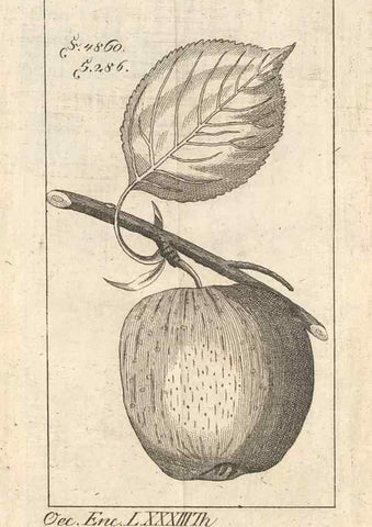 Reproducción/Reproduction 41557917974: Malus, Apfelbaum ; Birnbaum ; Kirsche.. BerlinJ. Pauli,1774?. 