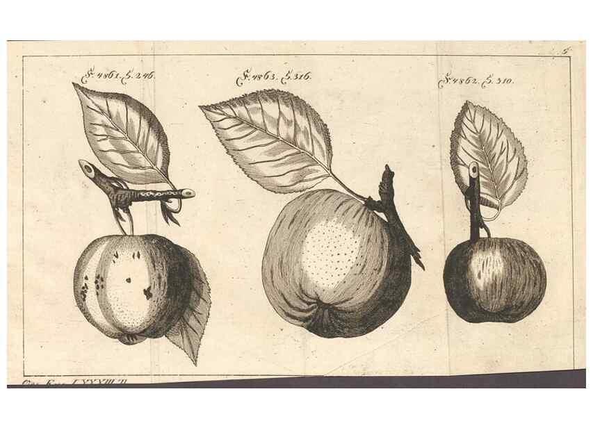 Reproducción/Reproduction 28406148908: Malus, Apfelbaum ; Birnbaum ; Kirsche.. BerlinJ. Pauli,1774?. 