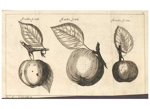 Reproducción/Reproduction 28406148908: Malus, Apfelbaum ; Birnbaum ; Kirsche.. BerlinJ. Pauli,1774?. 