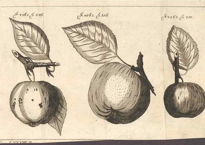 Reproducción/Reproduction 28406148908: Malus, Apfelbaum ; Birnbaum ; Kirsche.. BerlinJ. Pauli,1774?. 