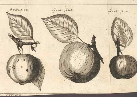 Reproducción/Reproduction 28406148908: Malus, Apfelbaum ; Birnbaum ; Kirsche.. BerlinJ. Pauli,1774?. 
