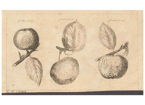 Reproducción/Reproduction 41557920674: Malus, Apfelbaum ; Birnbaum ; Kirsche.. BerlinJ. Pauli,1774?. 