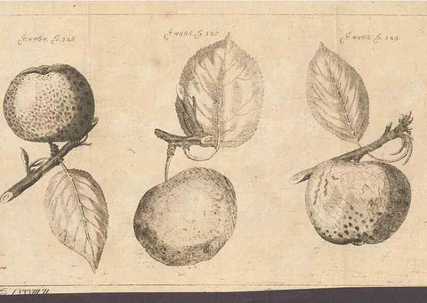 Reproducción/Reproduction 41557920674: Malus, Apfelbaum ; Birnbaum ; Kirsche.. BerlinJ. Pauli,1774?. 
