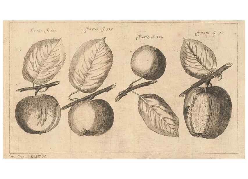 Reproducción/Reproduction 40472119010: Malus, Apfelbaum ; Birnbaum ; Kirsche.. BerlinJ. Pauli,1774?. 