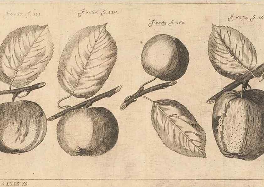 Reproducción/Reproduction 40472119010: Malus, Apfelbaum ; Birnbaum ; Kirsche.. BerlinJ. Pauli,1774?. 