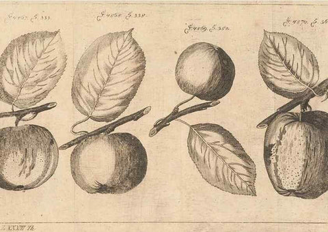 Reproducción/Reproduction 40472119010: Malus, Apfelbaum ; Birnbaum ; Kirsche.. BerlinJ. Pauli,1774?. 