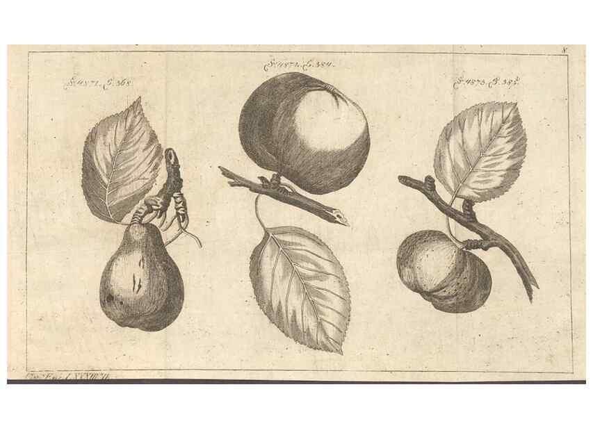 Reproducción/Reproduction 42279119991: Malus, Apfelbaum ; Birnbaum ; Kirsche.. BerlinJ. Pauli,1774?. 