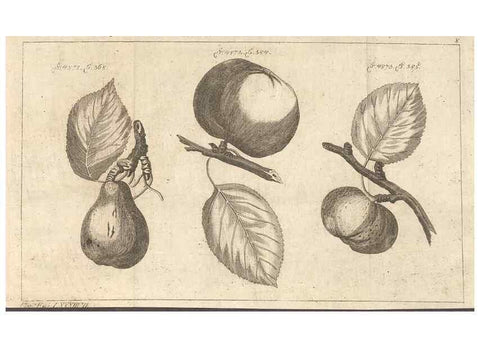 Reproducción/Reproduction 42279119991: Malus, Apfelbaum ; Birnbaum ; Kirsche.. BerlinJ. Pauli,1774?. 