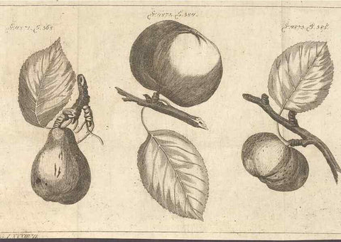 Reproducción/Reproduction 42279119991: Malus, Apfelbaum ; Birnbaum ; Kirsche.. BerlinJ. Pauli,1774?. 