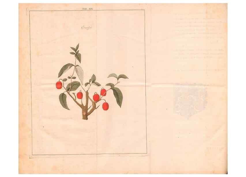 Reproducción/Reproduction 40471715380: Fructologie,. Amsterdam,M. Magérus,1771.. 