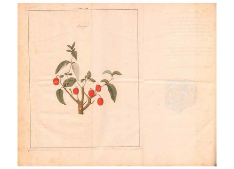 Reproducción/Reproduction 40471715380: Fructologie,. Amsterdam,M. Magérus,1771.. 