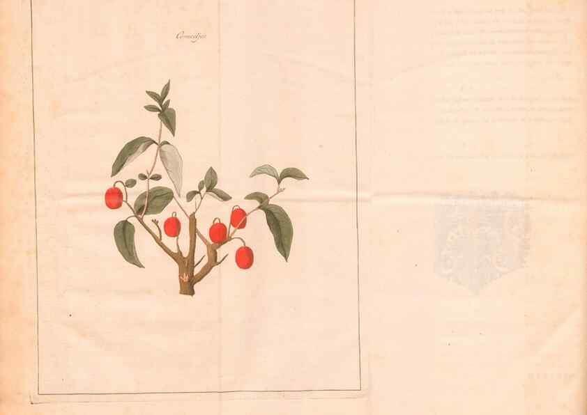 Reproducción/Reproduction 40471715380: Fructologie,. Amsterdam,M. Magérus,1771.. 