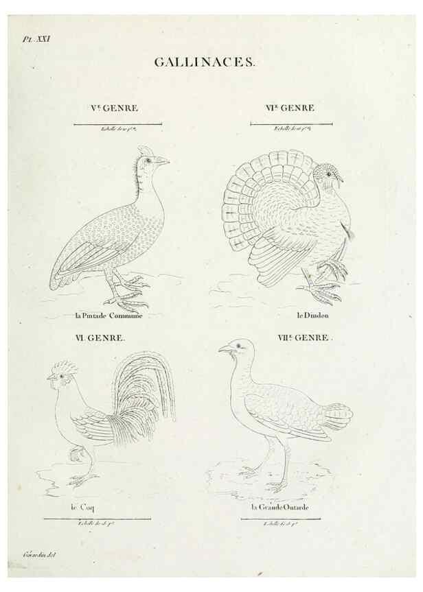 Reproducción/Reproduction 39775864190: Tableau élémentaire d'ornithologie, ou, Histoire naturelle des oiseaux que l'on rencontre communément en France :. Paris :Tournelsen,1806-1822.. 