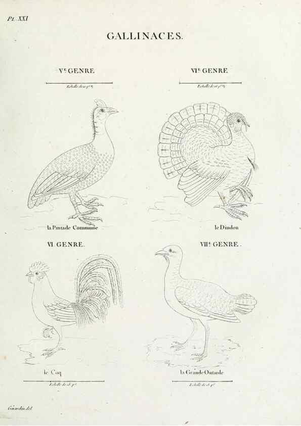 Reproducción/Reproduction 39775864190: Tableau élémentaire d'ornithologie, ou, Histoire naturelle des oiseaux que l'on rencontre communément en France :. Paris :Tournelsen,1806-1822.. 