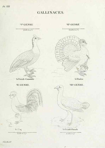 Reproducción/Reproduction 39775864190: Tableau élémentaire d'ornithologie, ou, Histoire naturelle des oiseaux que l'on rencontre communément en France :. Paris :Tournelsen,1806-1822.. 